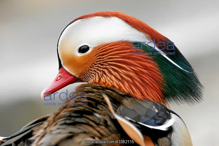 : Mandarin Duck (Aix galericulata), side view, animal : Mandarin Duck (Aix galericulata), side view, animal