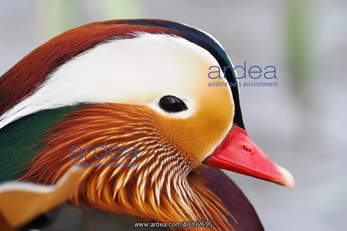 : Mandarin duck (Aix galericulata), side view, animal : Mandarin duck (Aix galericulata), side view, animal