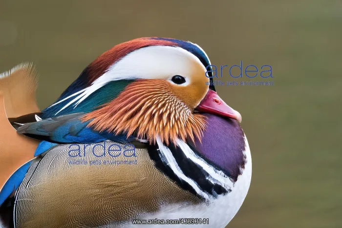: Mandarin Duck (Aix galericulata), side view, animal : Mandarin Duck (Aix galericulata), side view, animal