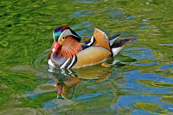 : Mandarin Duck Drake : Mandarin Duck Drake