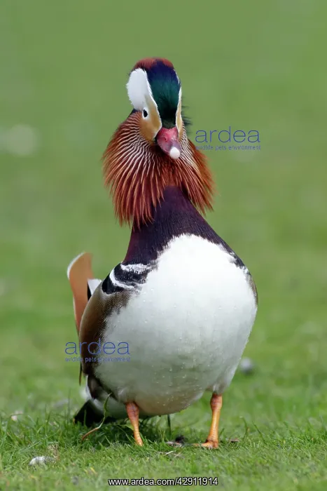  : Mandarin Duck - drake displaying to duck during