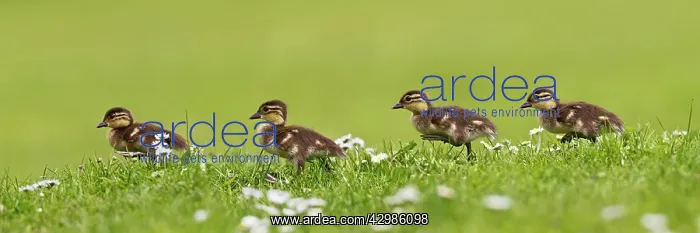 : Mandarin Duck - ducklings running in flowers : Mandarin Duck - ducklings running in flowers