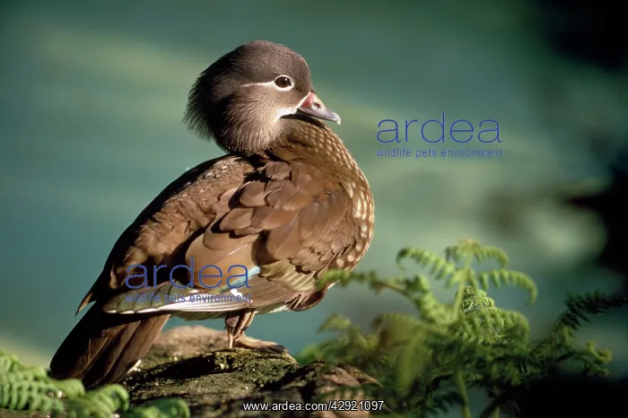 : Mandarin Duck - female : Mandarin Duck - female