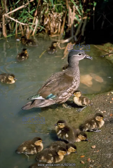 : Mandarin Duck - female & ducklings : Mandarin Duck - female & ducklings