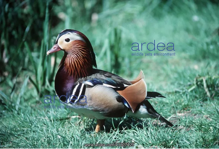 : MANDARIN DUCK - in grass : MANDARIN DUCK - in grass