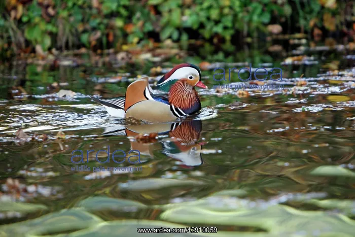 : Mandarin Duck - male displaying on lake : Mandarin Duck - male displaying on lake
