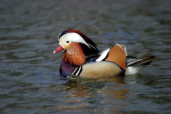 : Mandarin DUCK - Male / drake on water : Mandarin DUCK - Male / drake on water