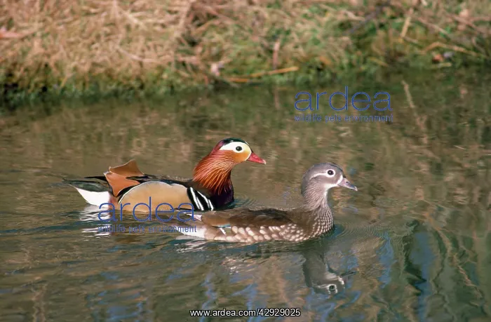 : Mandarin Duck - male & female : Mandarin Duck - male & female