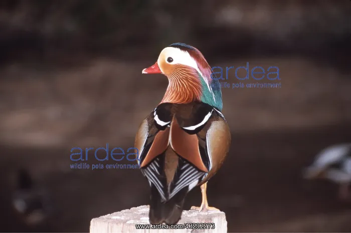 : Mandarin Duck - male, perched on post : Mandarin Duck - male, perched on post