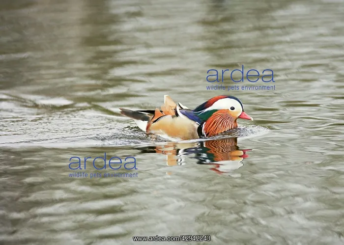 : Mandarin Duck - male swimming : Mandarin Duck - male swimming
