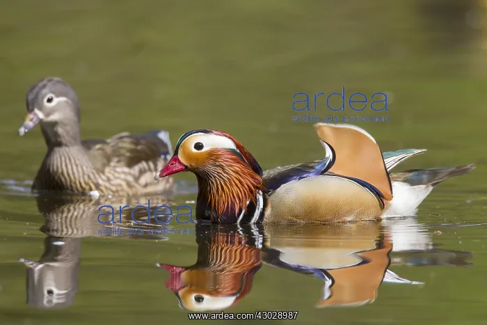  : Mandarin Duck - pair - Germany