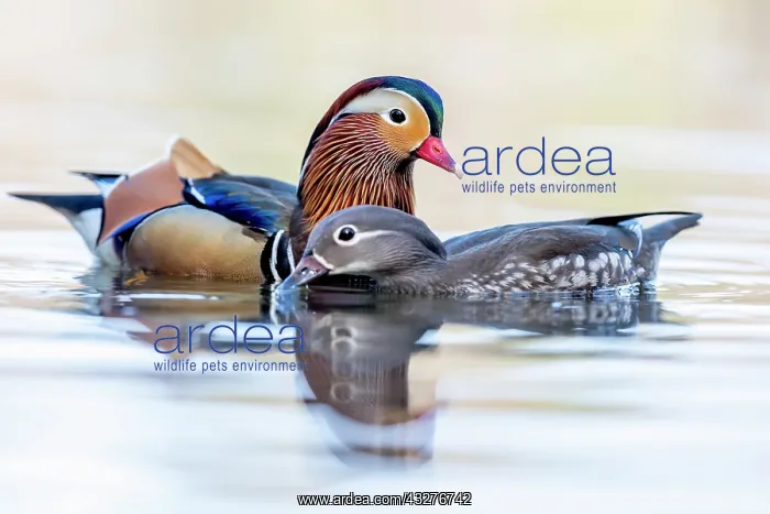 : Mandarin Duck - Pair About to Mate - UK : Mandarin Duck - Pair About to Mate - UK
