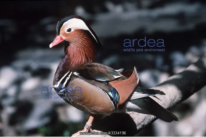 : MANDARIN DUCK - perched on branch : MANDARIN DUCK - perched on branch