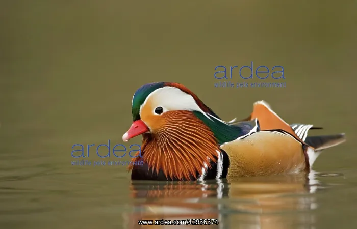 : Mandarin Duck - portrait of male on the water : Mandarin Duck - portrait of male on the water