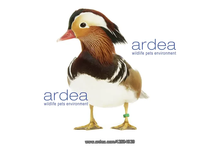  : Mandarin Duck - in studio