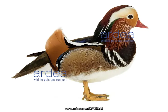  : Mandarin Duck - in studio