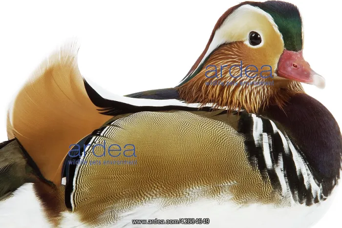  : Mandarin Duck - in studio
