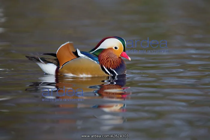 : Mandarin Duck - winter : Mandarin Duck - winter