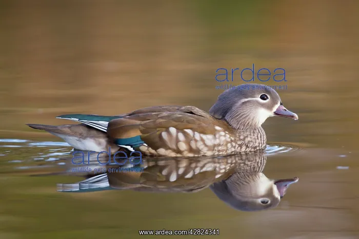 : Mandarin Duck - winter : Mandarin Duck - winter