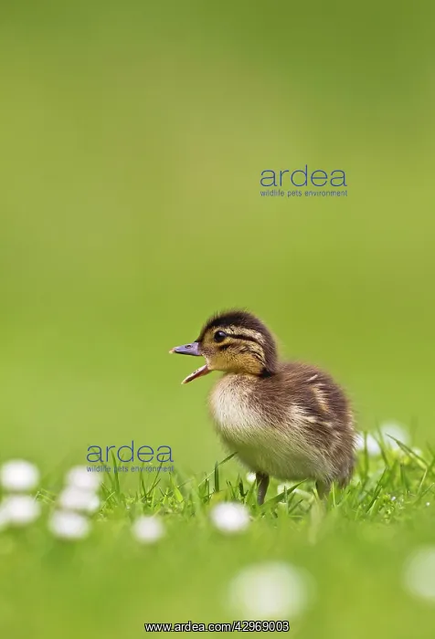  : Mandarin - duckling in flowers calling