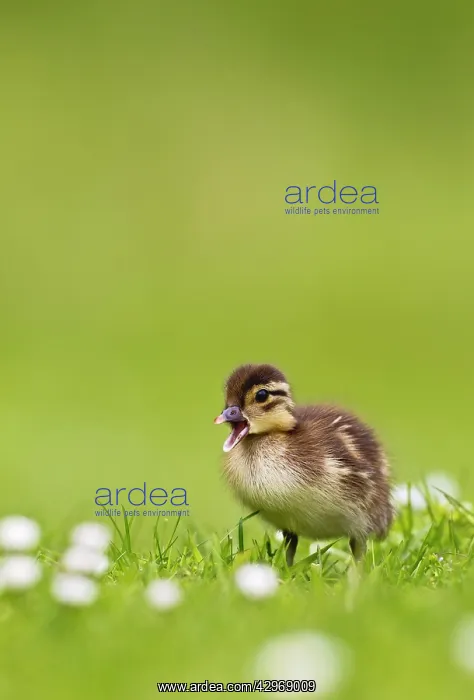 : Mandarin - duckling in flowers calling : Mandarin - duckling in flowers calling