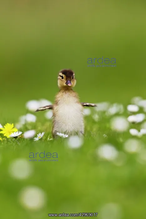 : Mandarin - duckling in flowers wing flapping : Mandarin - duckling in flowers wing flapping