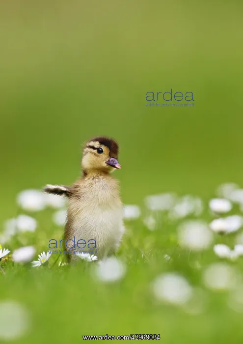 : Mandarin - duckling in flowers wing flapping : Mandarin - duckling in flowers wing flapping