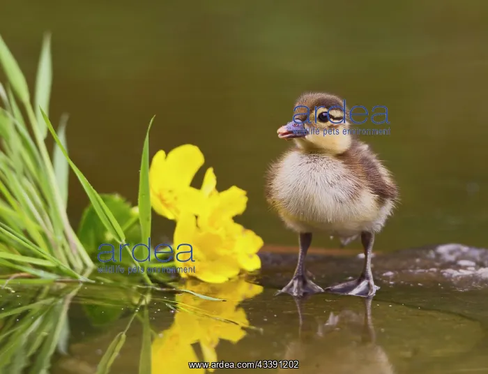: Mandarin - duckling in pond with reflection : Mandarin - duckling in pond with reflection