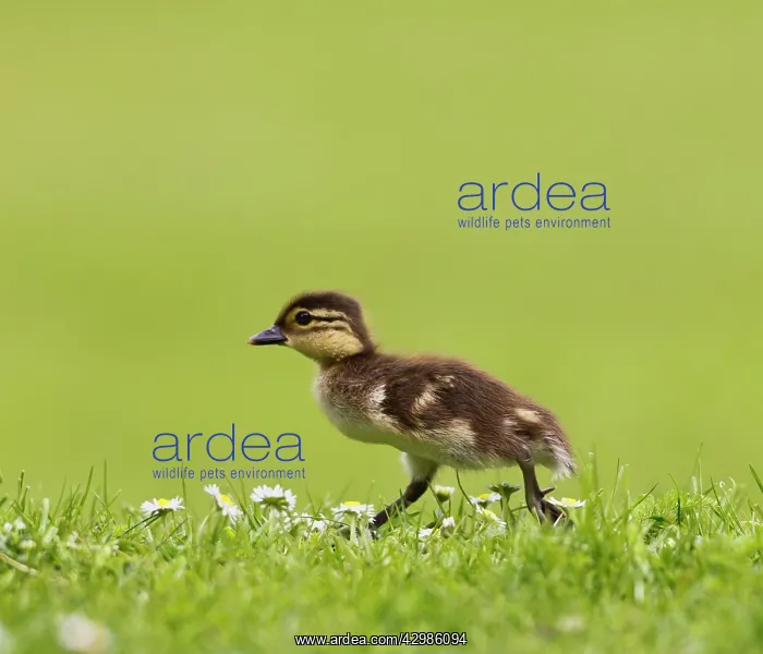 : Mandarin - duckling running in flowers : Mandarin - duckling running in flowers