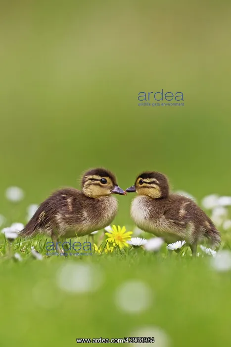  : Mandarin - ducklings in flowers