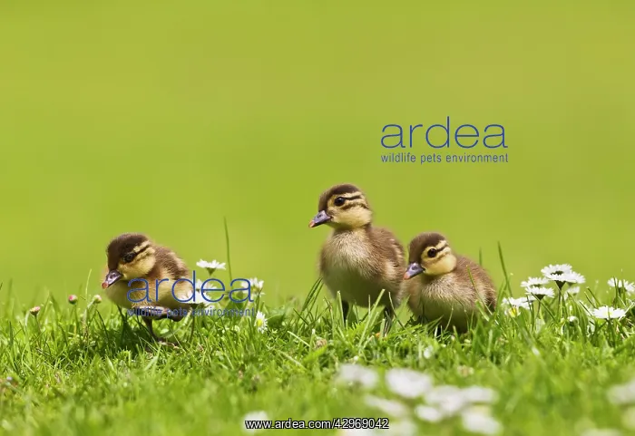: Mandarin - ducklings in flowers : Mandarin - ducklings in flowers