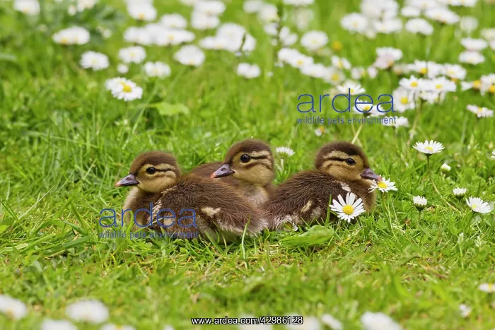  : Mandarin - ducklings in flowers