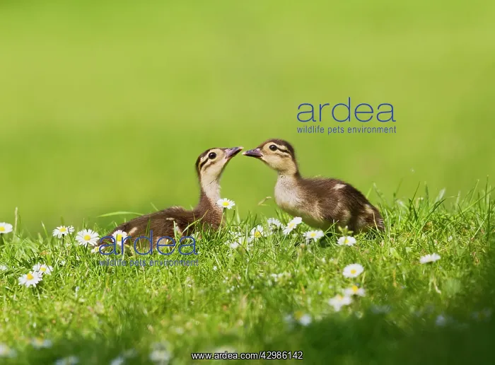 : Mandarin - ducklings in flowers : Mandarin - ducklings in flowers