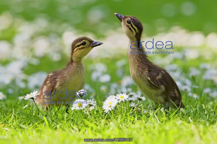 : Mandarin - ducklings in flowers : Mandarin - ducklings in flowers