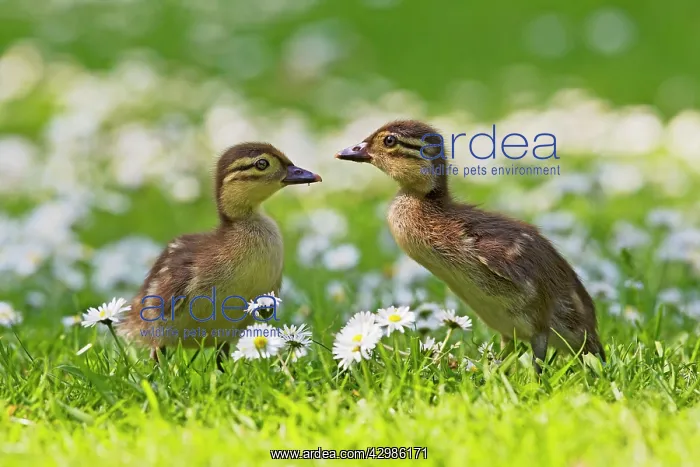  : Mandarin - ducklings in flowers
