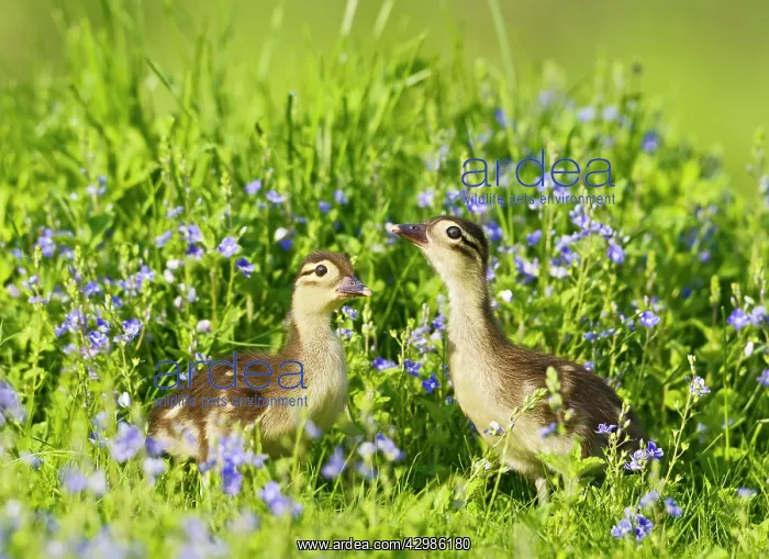 : Mandarin - ducklings in flowers : Mandarin - ducklings in flowers