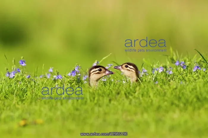 : Mandarin - ducklings in flowers : Mandarin - ducklings in flowers