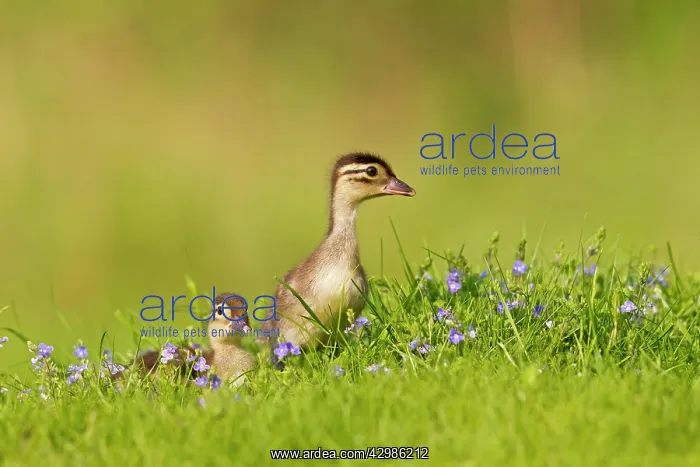 : Mandarin - ducklings in flowers : Mandarin - ducklings in flowers