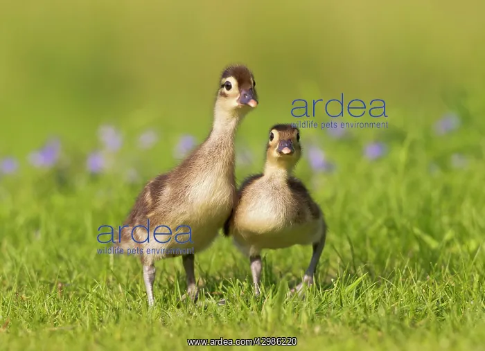  : Mandarin - ducklings in flowers
