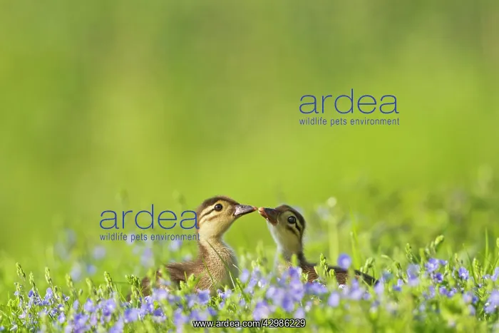 : Mandarin - ducklings in flowers : Mandarin - ducklings in flowers