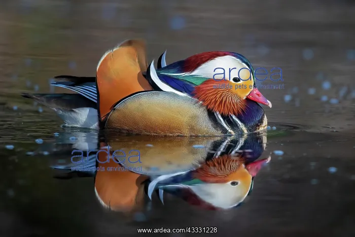 : Mandarin ducks (Aix galericulata), Bochum, North : Mandarin ducks (Aix galericulata), Bochum, North