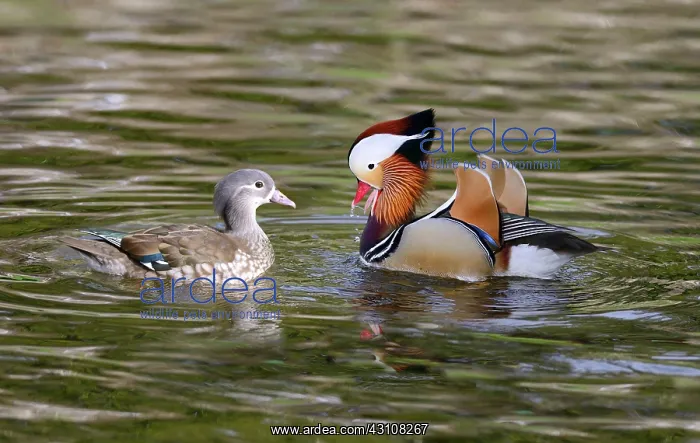 : Mandarin ducks (Aix galericulata) couple courtship : Mandarin ducks (Aix galericulata) couple courtship