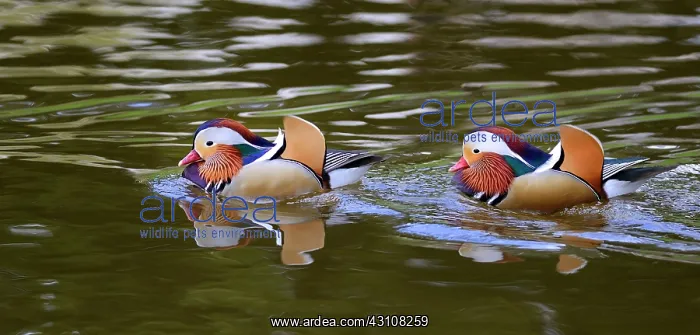 : Mandarin ducks (Aix galericulata) males on water : Mandarin ducks (Aix galericulata) males on water