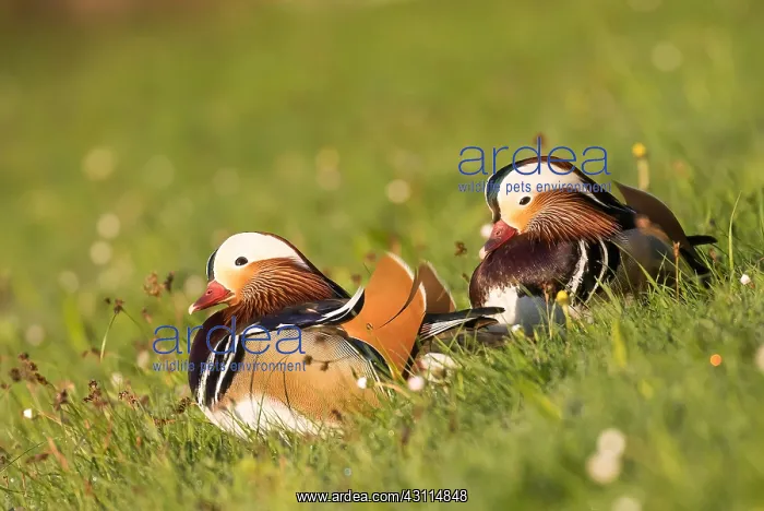 : Mandarin ducks (Aix galericulata) in a meadow, pair : Mandarin ducks (Aix galericulata) in a meadow, pair