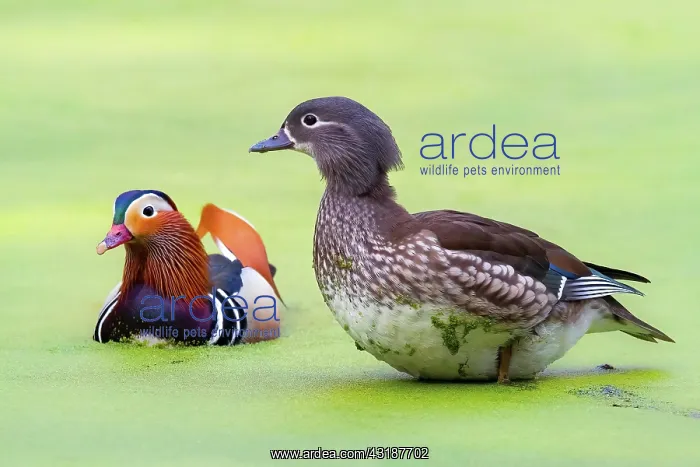 : Mandarin ducks (Aix galericulata) Pair, Bochum : Mandarin ducks (Aix galericulata) Pair, Bochum