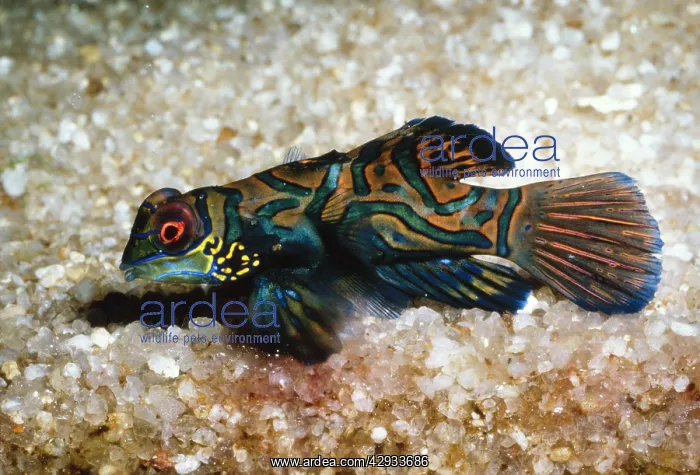 : MANDARIN FISH : MANDARIN FISH