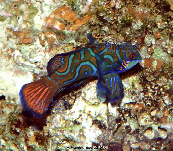 : Mandarin Fish - shallow coastal waters : Mandarin Fish - shallow coastal waters