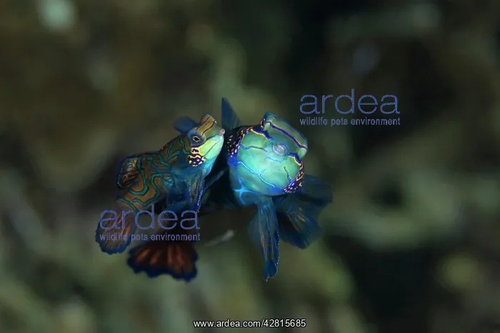 : Mandarin fish, Synchiropus splendidus, pairing, Light house : Mandarin fish, Synchiropus splendidus, pairing, Light house