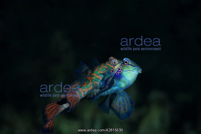 : Mandarin fish, Synchiropus splendidus, pairing, Light house : Mandarin fish, Synchiropus splendidus, pairing, Light house