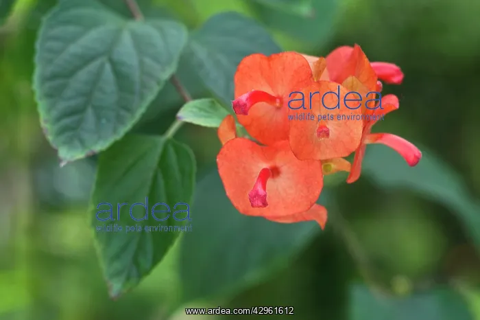 : Mandarin Hat : Mandarin Hat